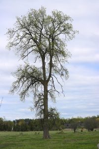 Trees Canadensis: Rock Elm on Second Line Road in north Kanata.
