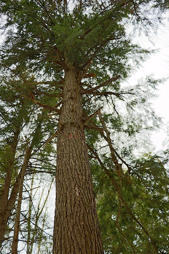 Trees Canadensis:  Large Eastern Hemlock (Tsuga canadensis) at the Alan Gordon Acadian Forest.