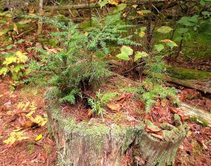 Trees Canadensis: Hemlock, White Pine, and Eastern White Cedar share a nurse stump.
