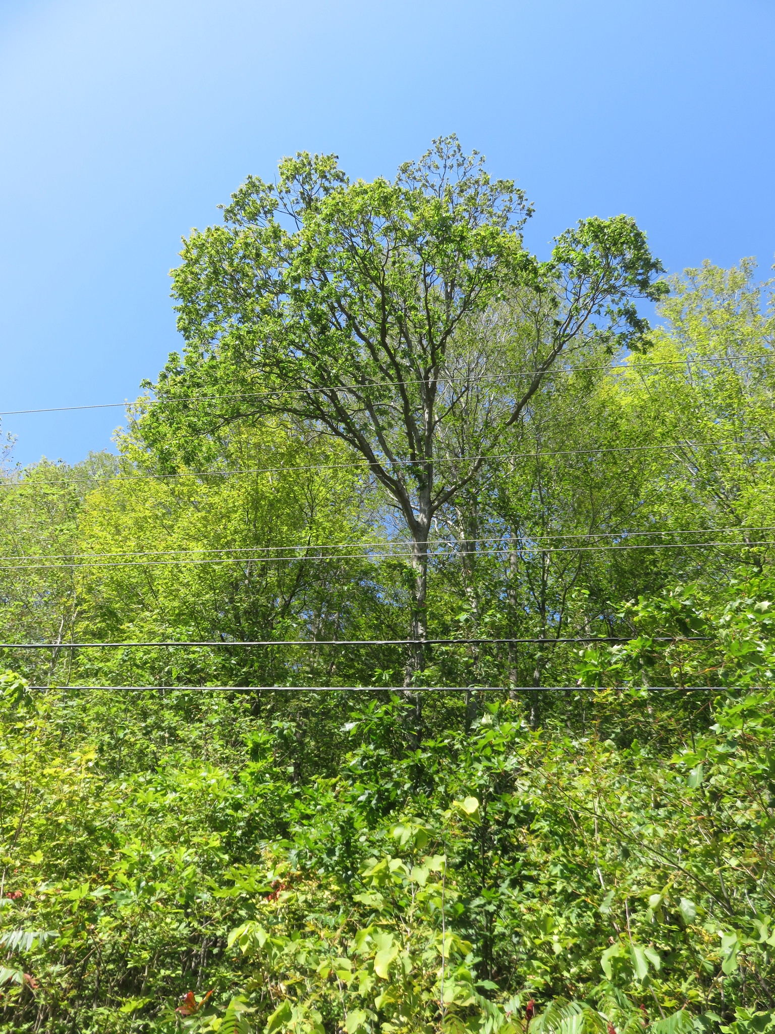White Oak (Quercus alba) at Pointe-au-Chêne, Quebec (O. Clarkin).